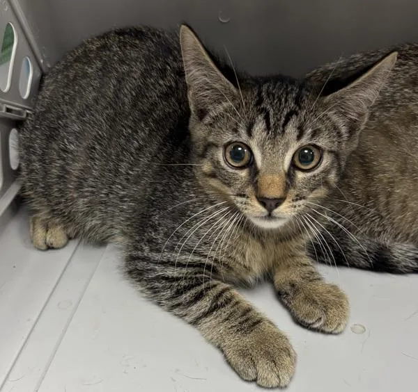 A baby small-sized male Domestic Short Hair cat named Pen c Alphi for adoption in Lawrenceville, GA