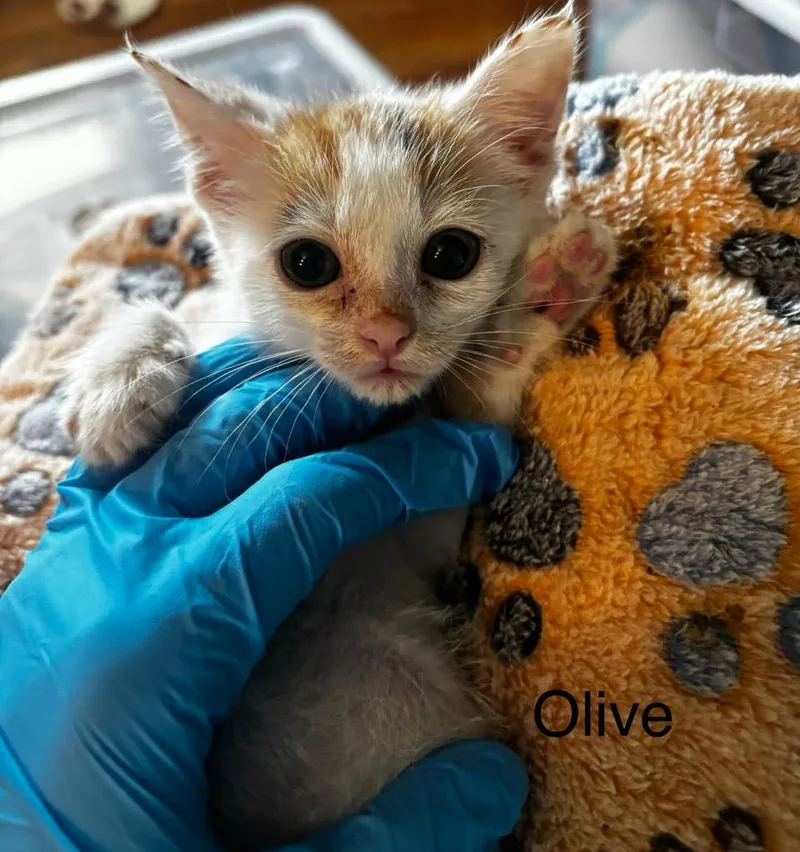 A baby medium-sized female Domestic Short Hair cat named Olive for adoption in Johnson City, TN