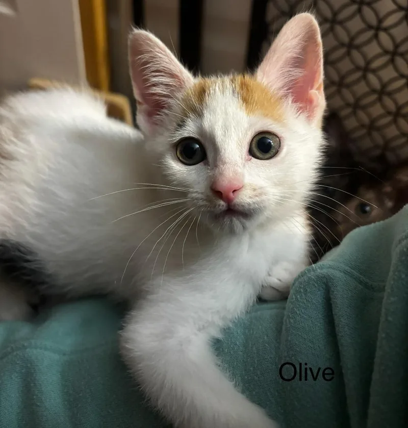 Olive thumbnail 2