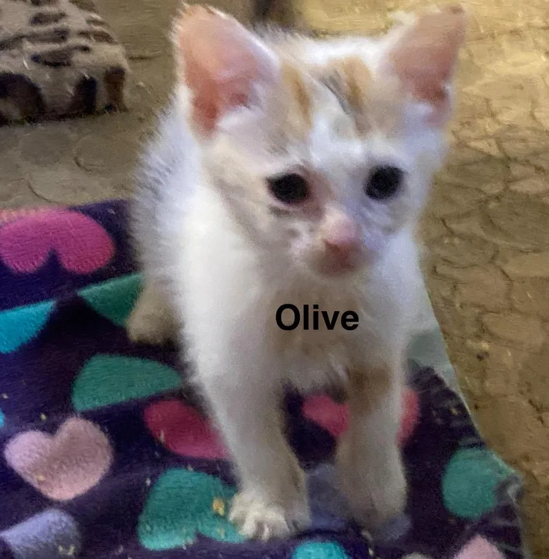 Olive thumbnail 3