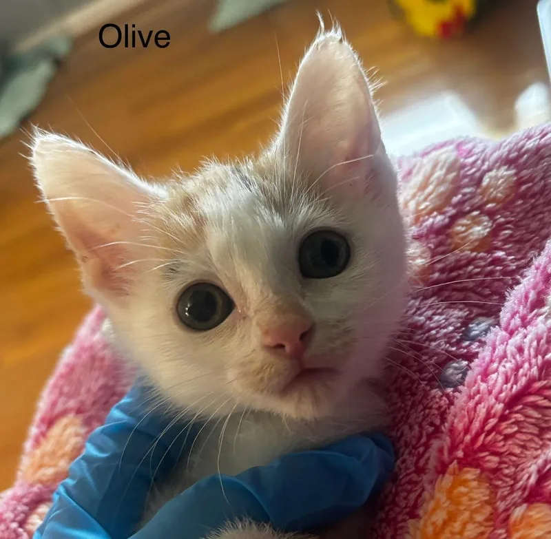 Olive thumbnail 4