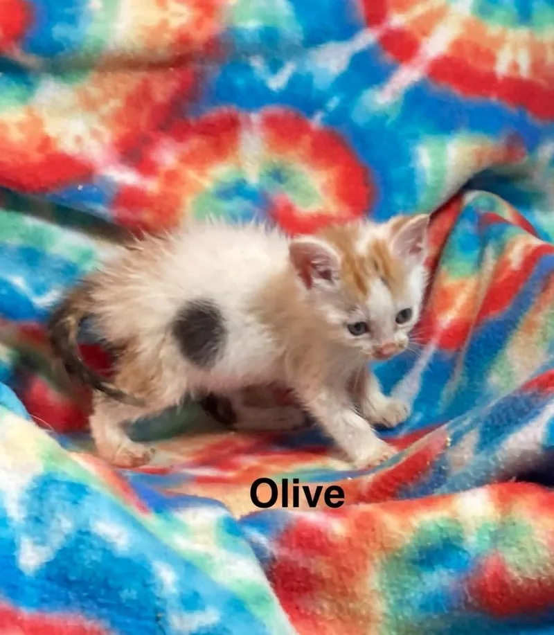 Olive thumbnail 5