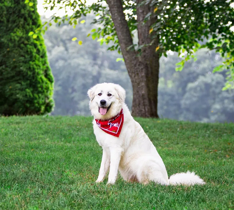 An adult medium-sized female Great Pyrenees dog named Winnie for adoption in Coatesville, PA
