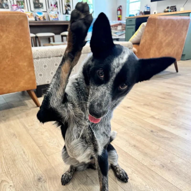 A young medium-sized female Black Australian Cattle Dog / Blue Heeler dog named Matilda for adoption in Indiantown, FL