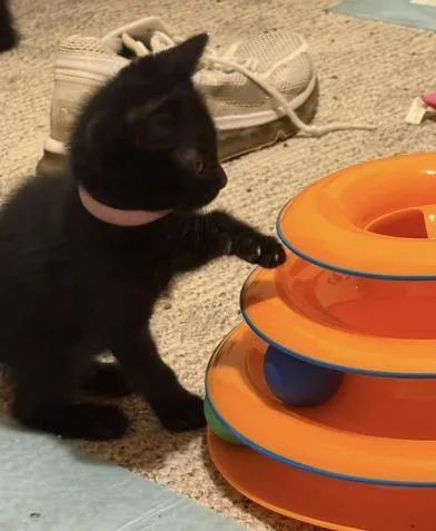 A baby small-sized female Black Domestic Short Hair cat named Astoria for adoption in Liverpool, TX