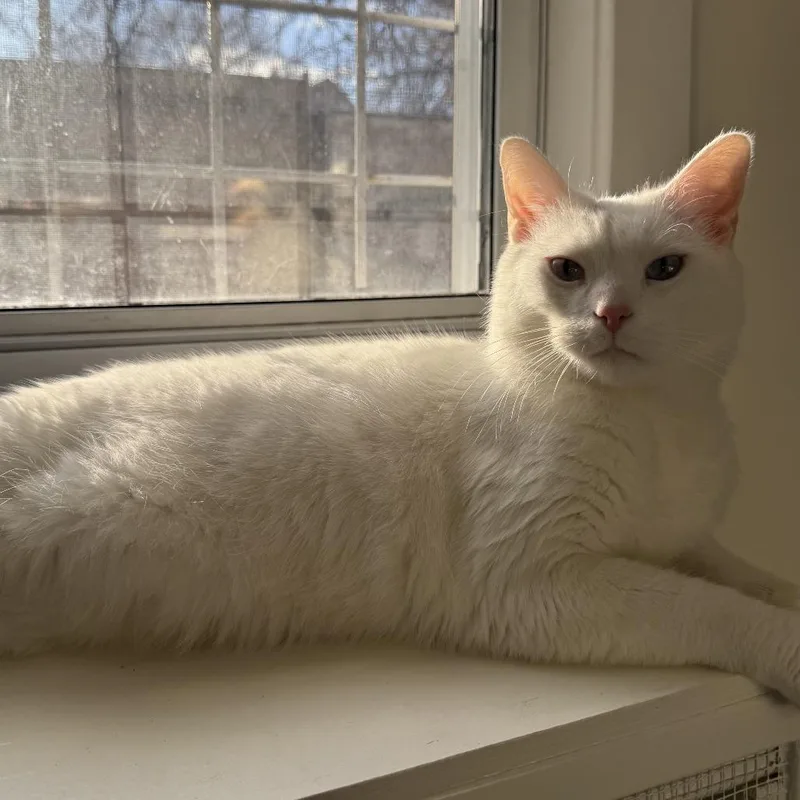 A baby large-sized male White Domestic Short Hair cat named Shiro for adoption in Oak Park, IL