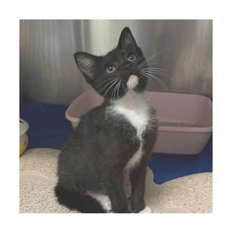 A baby small-sized female Black Domestic Short Hair cat named Jolene for adoption in San Pedro, CA