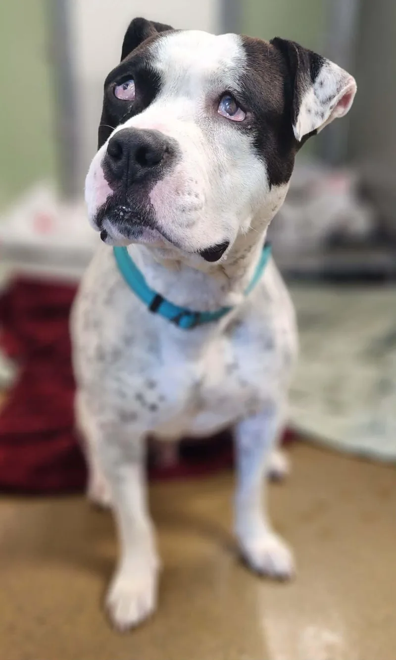 A senior medium-sized male Black Pit Bull Terrier dog named Ray for adoption in Manassas, VA