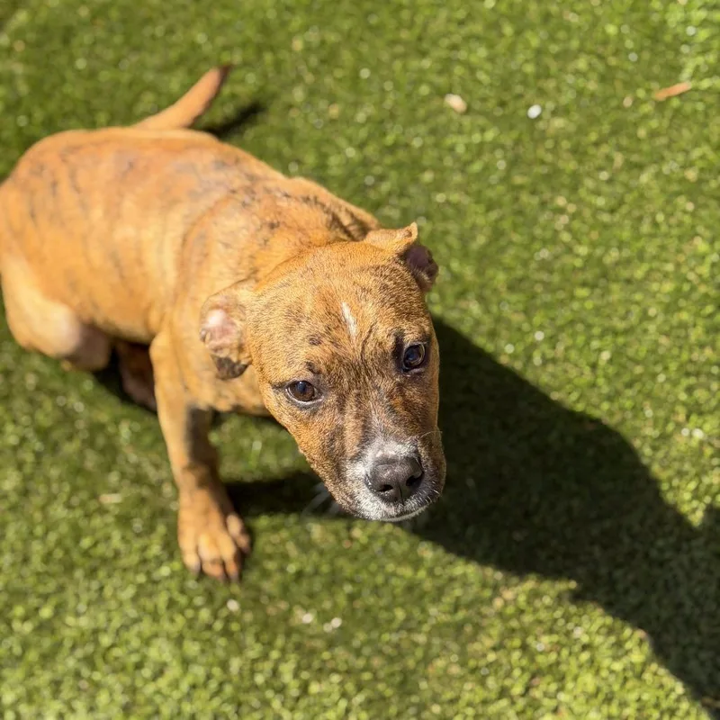 A young small-sized male Brindle Boxer dog named Batman for adoption in Gainesville, GA