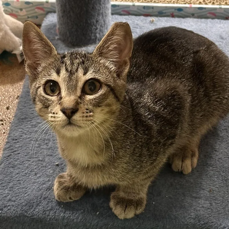 A baby small-sized male Tabby (Brown / Chocolate) Domestic Short Hair cat named Cason for adoption in Panama City Beach, FL