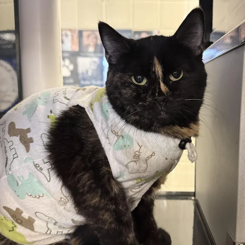 An adult small-sized female Domestic Short Hair cat named Magnolia for adoption in Kearney, NE