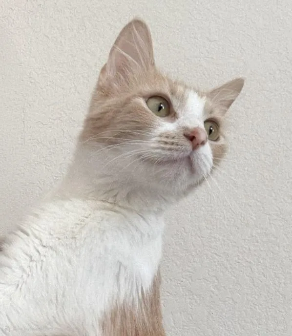 An adult medium-sized female Tabby (Orange / Red) Domestic Medium Hair cat named Tashina Ort for adoption in Missouri City, TX