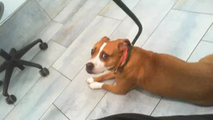 An adult medium-sized female Pit Bull Terrier dog named Reyna for adoption in Charlotte, NC