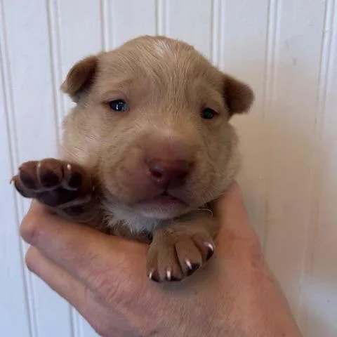 Henrietta's Pup Robbie