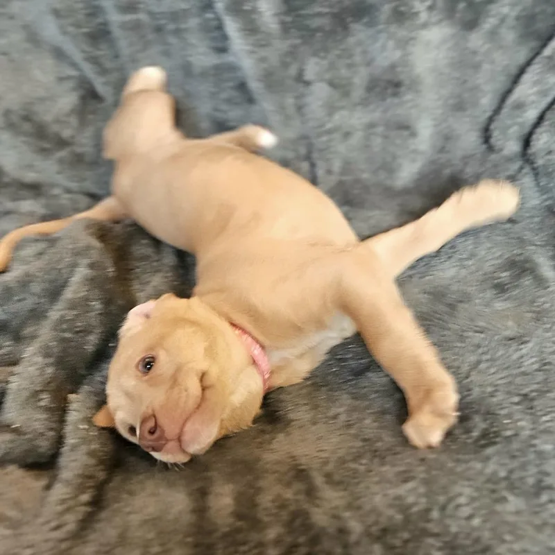 Henrietta's Pup Robbie thumbnail 2