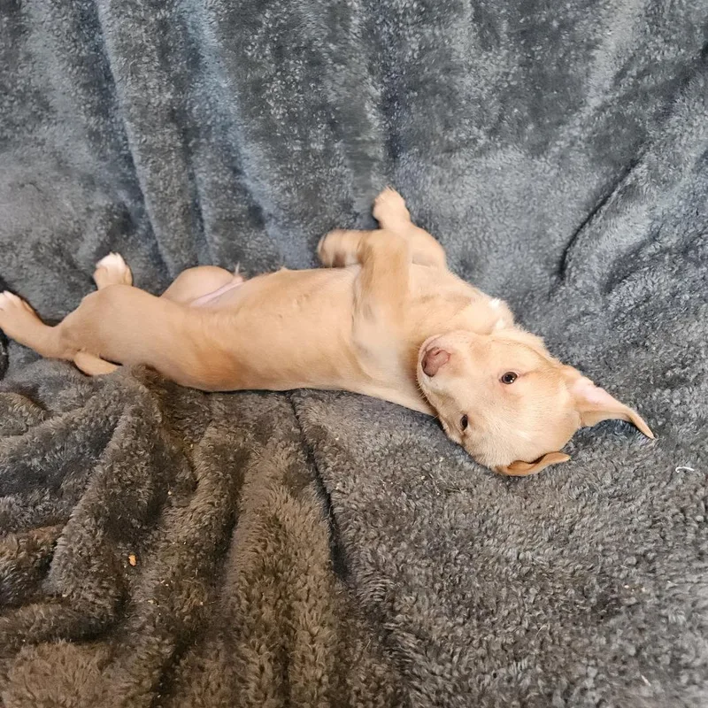 Henrietta's Pup Robbie thumbnail 3