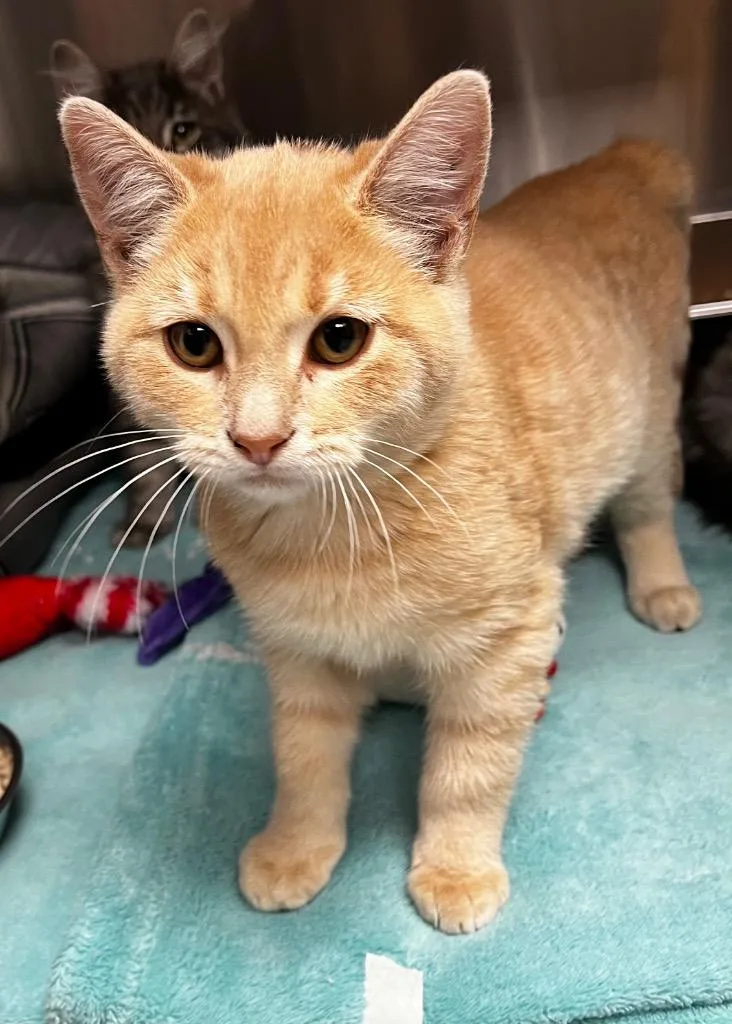 A baby medium-sized male Domestic Short Hair cat named Reeses for adoption in Logan, UT