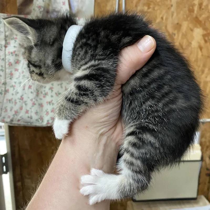 A baby small-sized female Brown / Chocolate Domestic Short Hair cat named Tulip for adoption in Blairsville, GA
