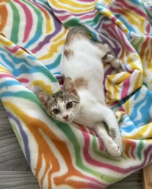 A baby medium-sized female Calico Domestic Short Hair cat named Ashling bonded to Declan for adoption in Portland, OR