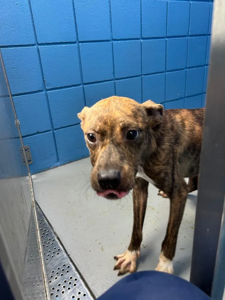 A baby medium-sized male Terrier dog named Prince for adoption in Hartsville, SC