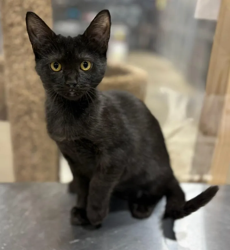 A baby small-sized female Domestic Short Hair cat named Moonshine for adoption in Corpus Christi, TX