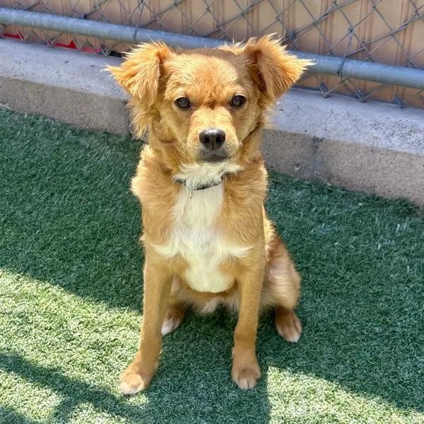 A young small-sized female Cocker Spaniel dog named Masquerade for adoption in Oceanside, CA