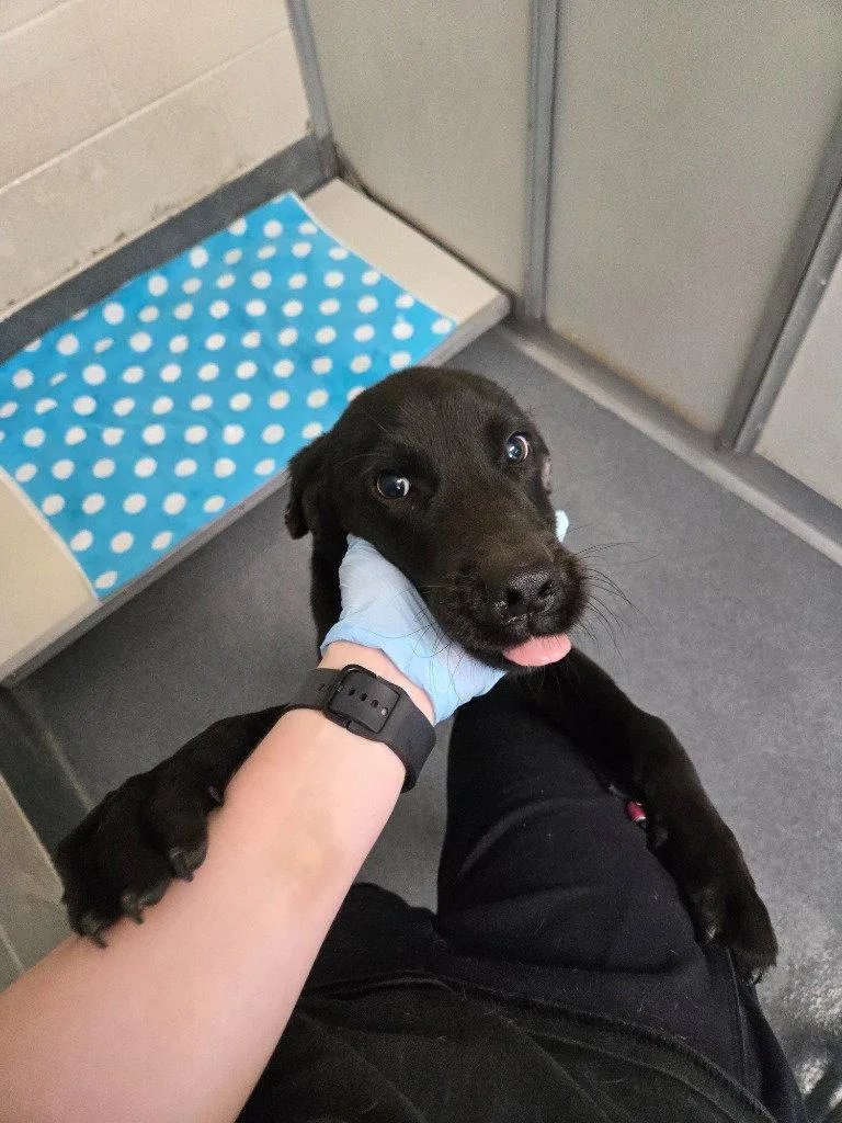 A young medium-sized male Hound dog named DI  Ozzy for adoption in Glen Allen, VA