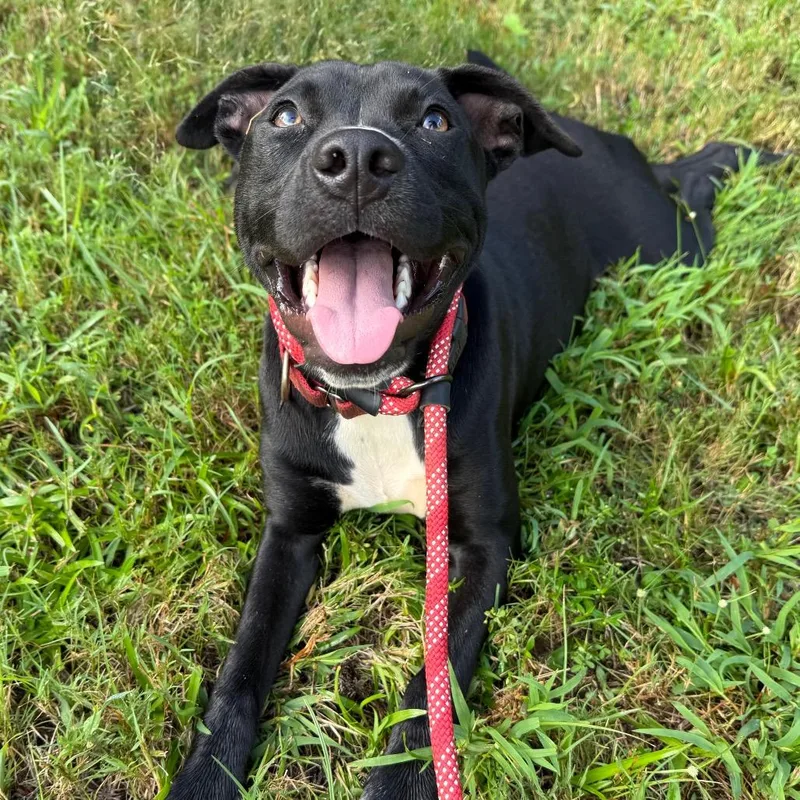 A young medium-sized female Black Terrier dog named Zelda for adoption in Daphne, AL