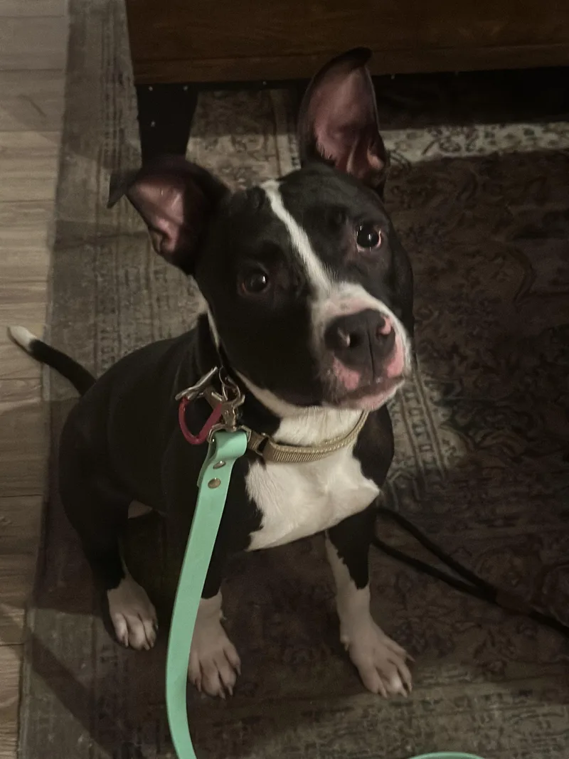 A young medium-sized male Pit Bull Terrier dog named Bolken for adoption in Oswego, IL