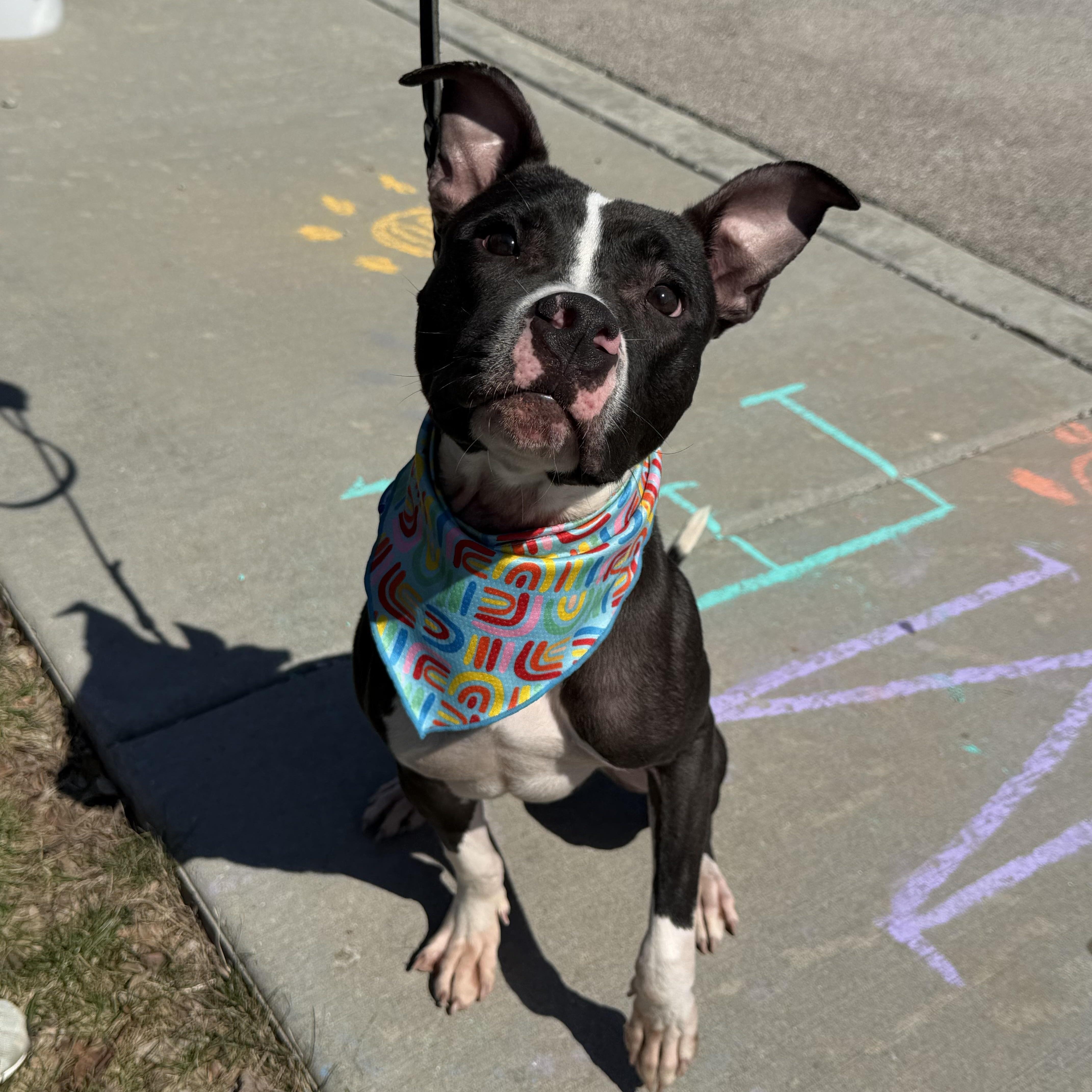 Bolken thumbnail 2
