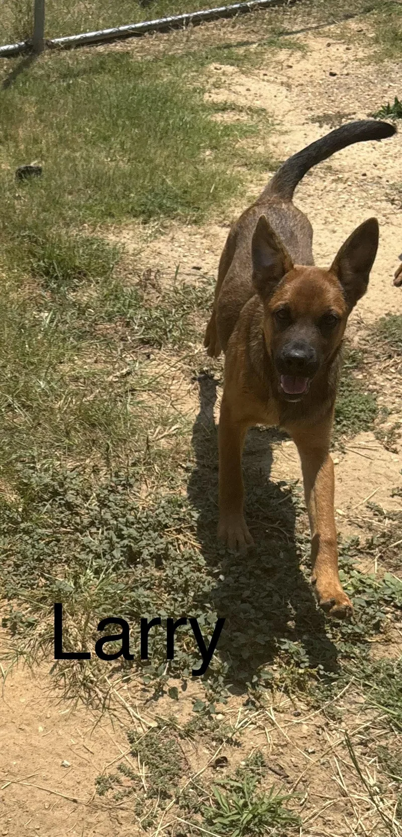 A baby medium-sized male German Shepherd Dog dog named Larry for adoption in Zimmerman, MN