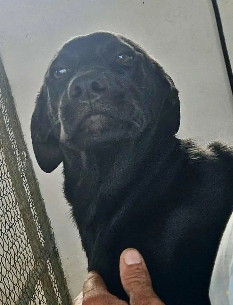 A baby medium-sized female Labrador Retriever dog named Rosie for adoption in Lake Hopatcong, NJ