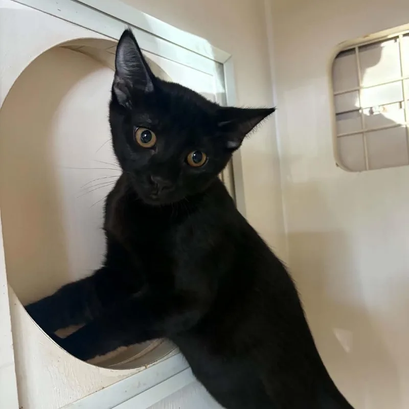 A baby small-sized female Black Domestic Short Hair cat named Virgo Chino Hills for adoption in Chino Hills, CA