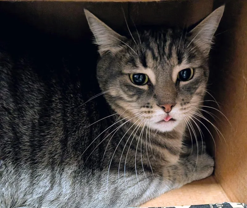 A young medium-sized male Domestic Short Hair cat named Cupid for adoption in St. Augustine, FL