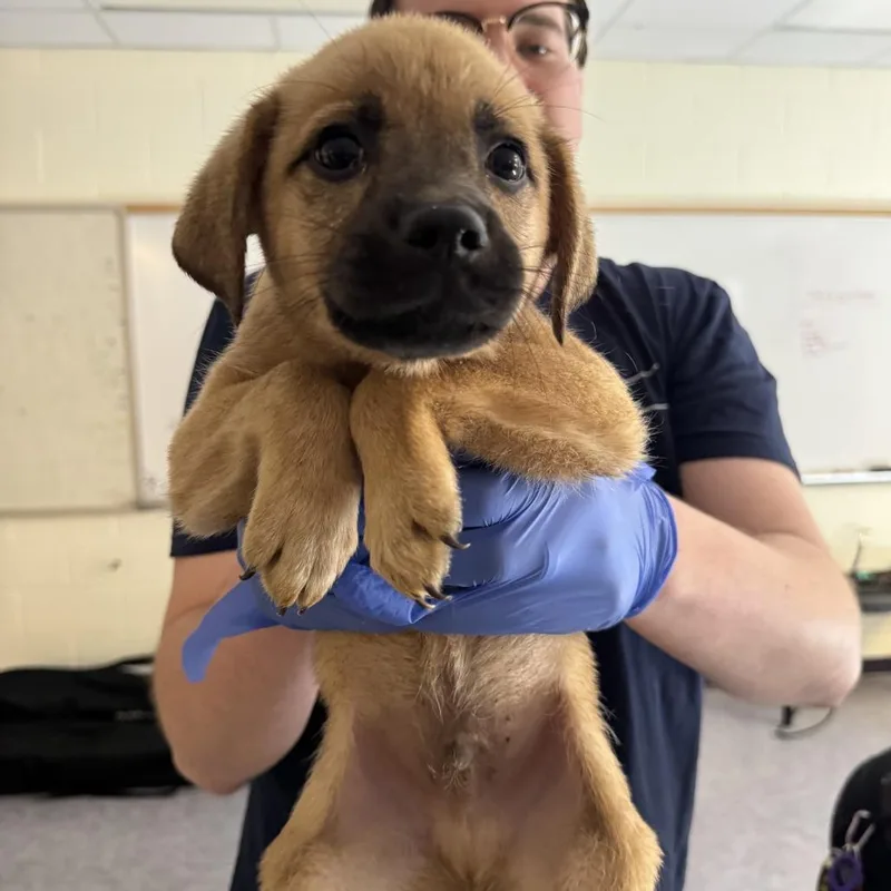 A baby small-sized male Yellow / Tan / Blond / Fawn Shepherd dog named Igor for adoption in Charlottesville, VA