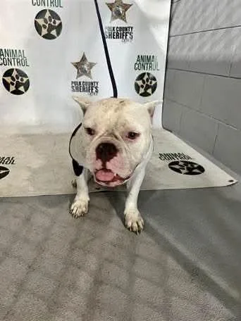 An adult medium-sized female Tricolor (Brown, Black, & White) American Bulldog dog named Tottie for adoption in Lakeland, FL