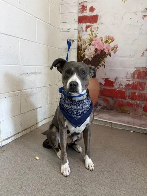 An adult large-sized male Pit Bull Terrier dog named Wayne for adoption in San Bernardino, CA