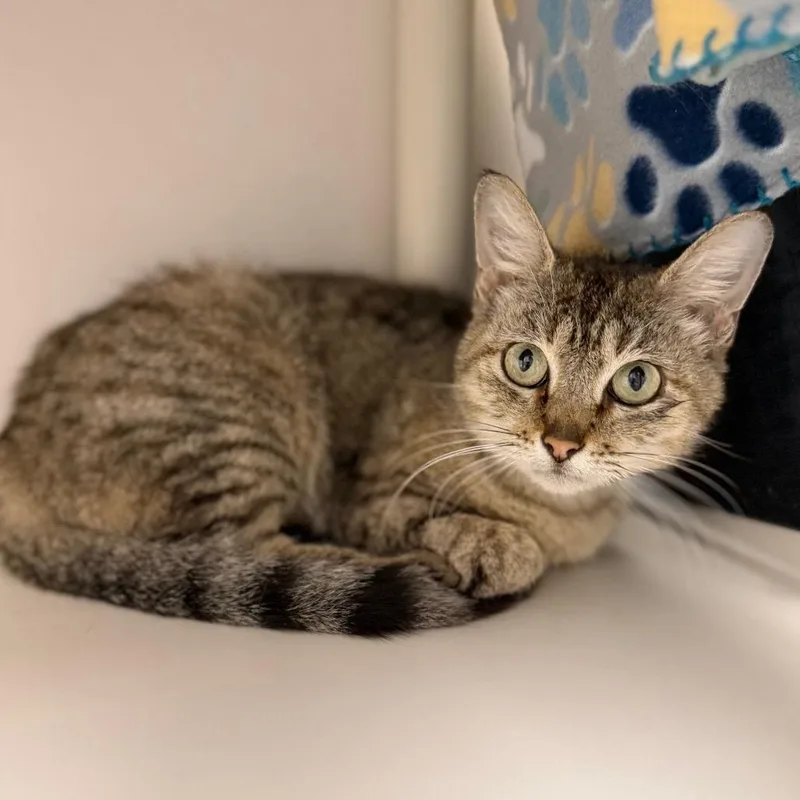 An adult medium-sized female Brown / Chocolate Domestic Short Hair cat named Ruby for adoption in Sarasota, FL