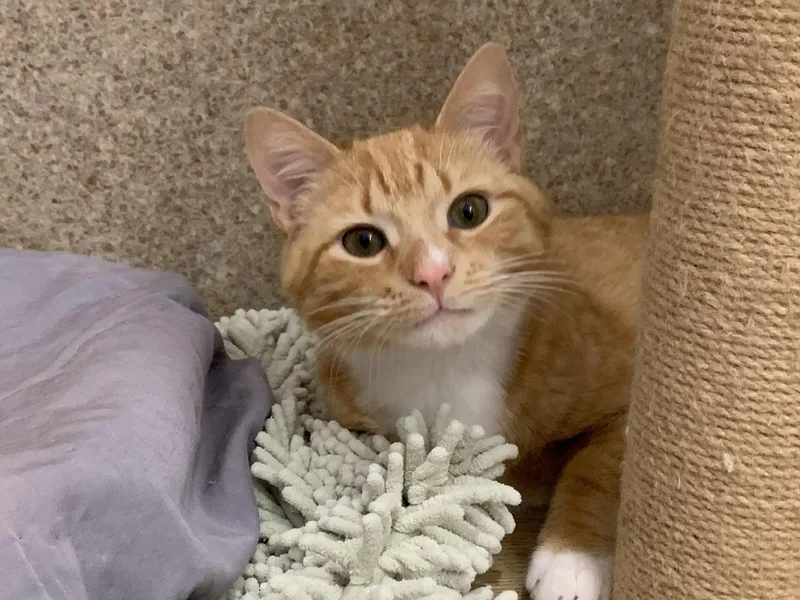 A young medium-sized male Orange & White Domestic Short Hair cat named Cheesy Puff for adoption in Mc Cormick, SC