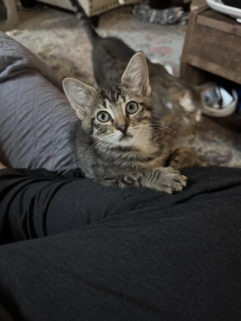 A young small-sized female Domestic Short Hair cat named Mabel Dub for adoption in Rosenberg, TX