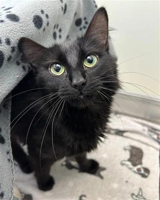 A young small-sized female Domestic Long Hair cat named Gimble for adoption in Geneva, IL