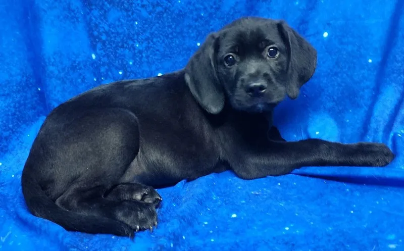 Snapdragon thumbnail 2