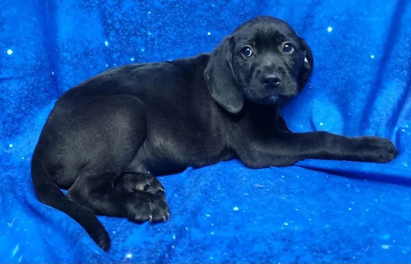 Snapdragon thumbnail 3