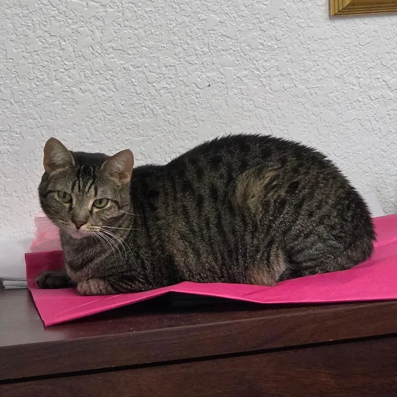 A senior large-sized female Brown / Chocolate Domestic Short Hair cat named Khloe for adoption in Lakeland, FL