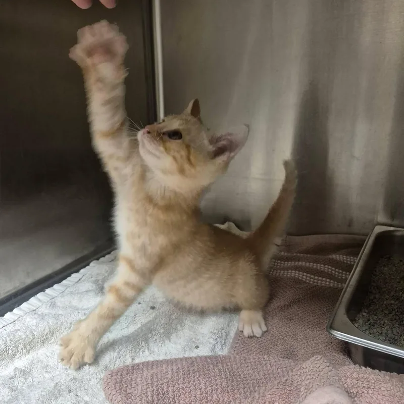 A baby medium-sized male Tabby (Orange / Red) Domestic Short Hair cat named Moses for adoption in Bluffton, IN