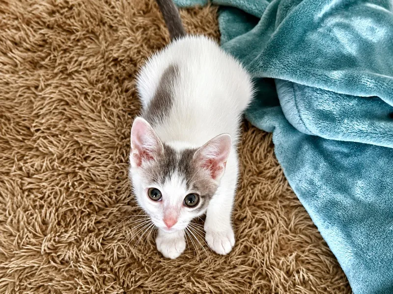 A baby medium-sized female Tabby (Gray / Blue / Silver) Domestic Short Hair cat named Bristol for adoption in Houston, TX