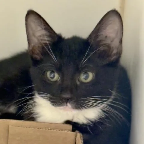 A young medium-sized female Black & White / Tuxedo Domestic Short Hair cat named Rocky for adoption in Reisterstown, MD