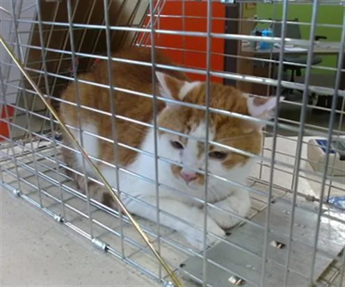 An adult medium-sized male Domestic Short Hair cat named Sweet Heart for adoption in Louisville, KY