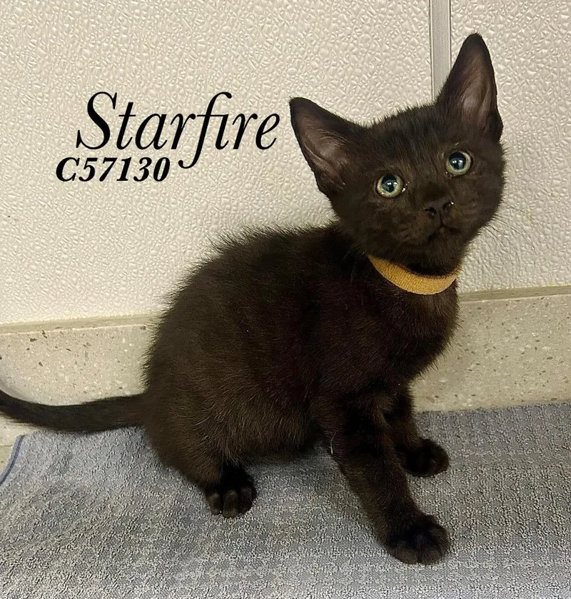 A baby small-sized female Domestic Short Hair cat named Starfire for adoption in Clarksville, TN