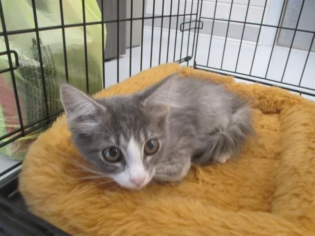 A baby small-sized female Domestic Long Hair cat named A for adoption in Ocala, FL
